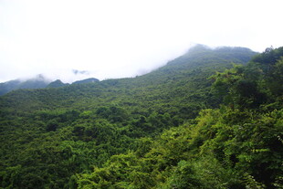 翠绿山峦 云雾缭绕美景