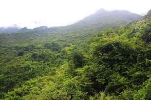 翠绿山峦间的繁茂植被