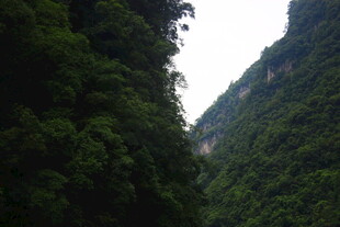 峡谷间的葱郁山林