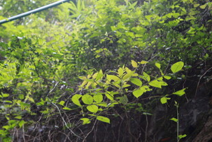 繁茂绿植景观