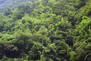 茂密翠绿山林景观