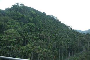 郁郁葱葱的山林景观