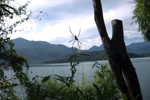 湖畔枯树与远山美景
