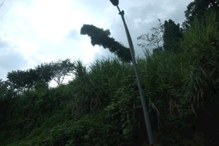 山坡上的路灯与绿植