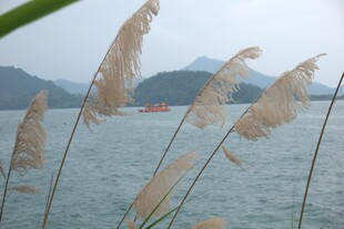 湖畔芦苇摇曳的诗意景致