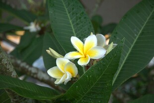 绽放的鸡蛋花