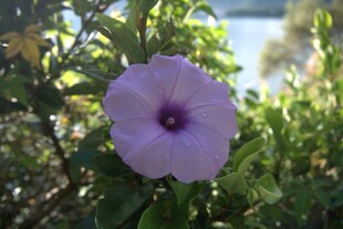 紫色牵牛花绽放于绿叶间