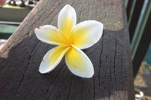 木上绽放的美丽鸡蛋花
