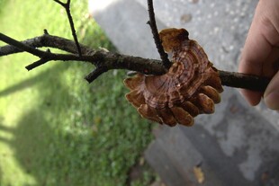 树枝上的奇特棕色昆虫
