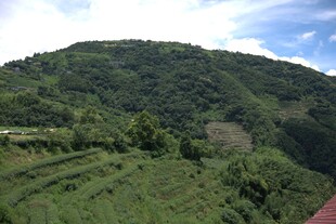 绿意盎然的山坡田园风光
