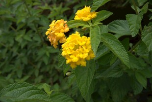 三朵明艳黄色花朵绽放
