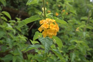 枝头绽放的黄色美丽花朵