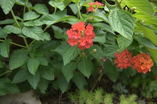 鲜艳红花绽放绿叶间