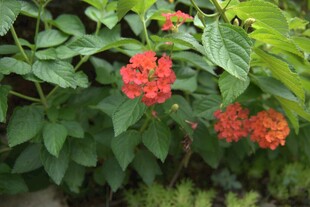 鲜艳红花绽放绿叶间