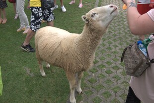 小羊仰头与人互动