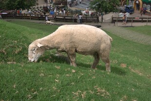 草地上吃草的羊