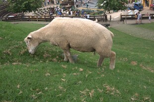 草地上吃草的绵羊