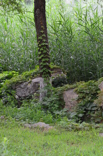 公园风景 