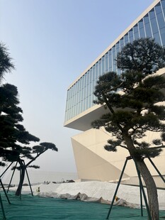 现代建筑旁的嶙峋造型黑松