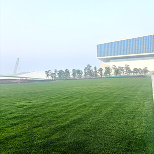 绿茵场地与现代建筑景观