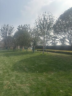 春日开阔草地与树木景观