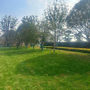 春日公园草地休闲景象