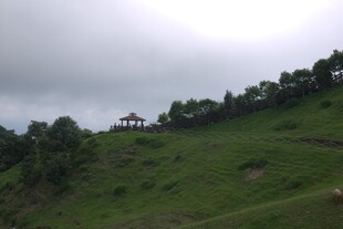 山坡绿植景观