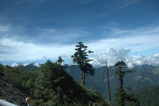 高山松林与蓝天白云美景