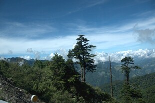 山间松林 蓝天白云美景