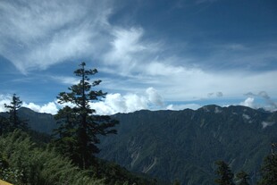 高山松林间的蓝天白云