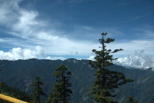 高山松林与蓝天白云美景