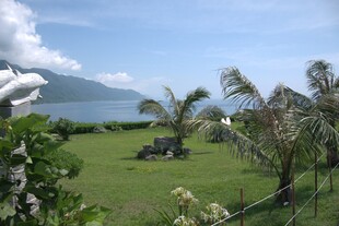 海滨绿草地与棕榈树景观