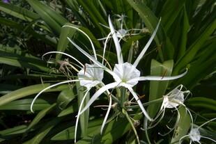 优雅蜘蛛兰花特写