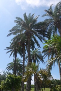 热带棕榈树景观