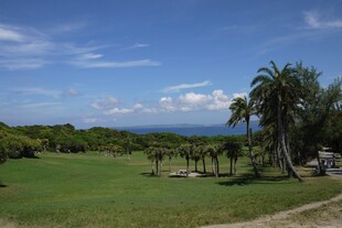 海边绿草地与棕榈树风景