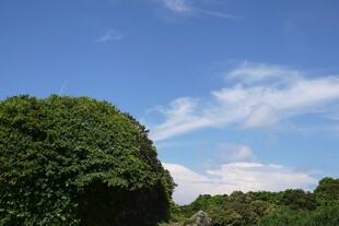 蓝天绿树风景