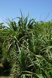 茂盛的龙舌兰植物景观