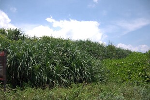 田野中的茂盛绿色植物