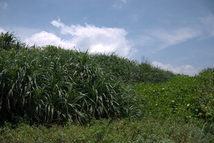田野中的茂盛绿植景观