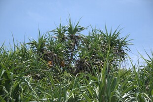 野外丛生的带刺植物