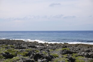海岸边的绿植与辽阔大海