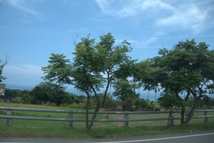 公路旁绿树与开阔风景