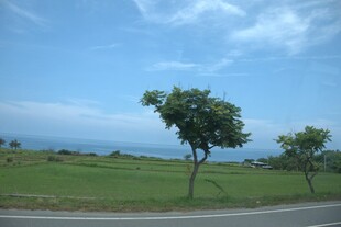 公路旁的绿树与辽阔海景