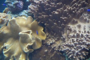 海底美丽珊瑚