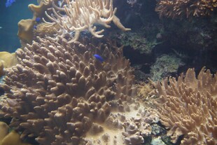 海底多彩珊瑚景观