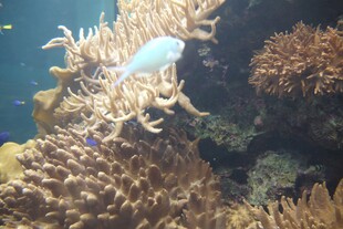 海底珊瑚旁的白色小鱼
