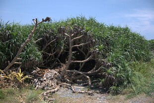 野外杂乱丛生的植被景象