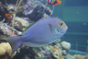 蓝色海鱼于珊瑚间游动