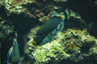 海底游弋的斑斓鱼类