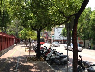 绿树成荫的街道停车景象